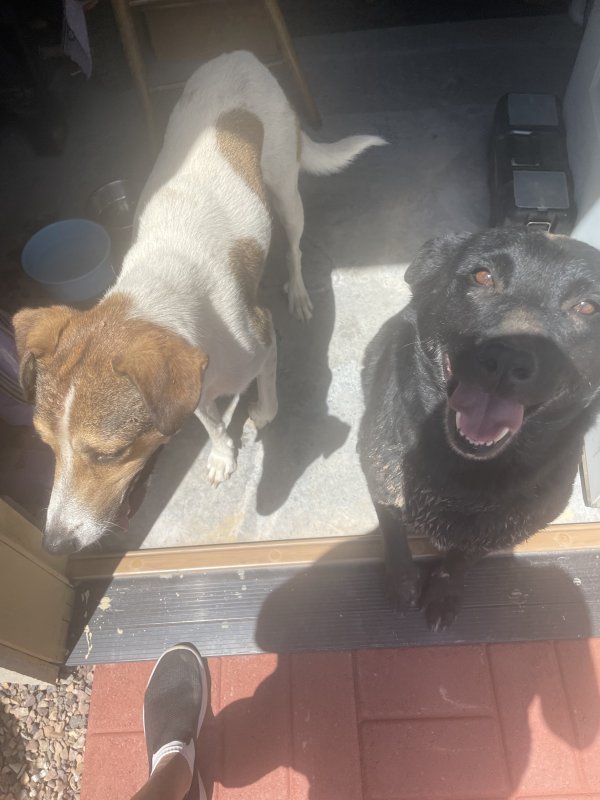 Found Dog in Clay Springs, AZ