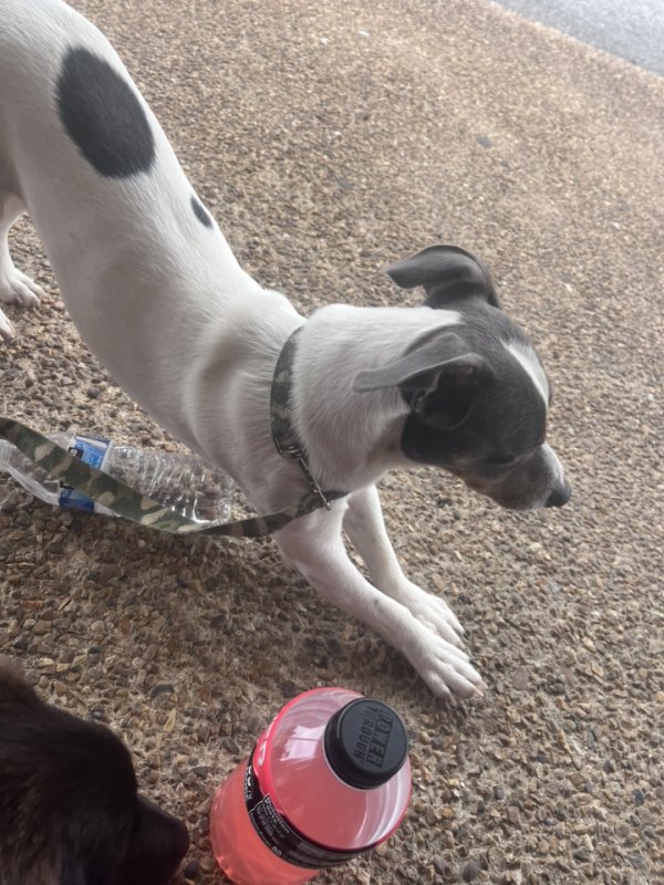 Lost Chihuahua in Tennessee