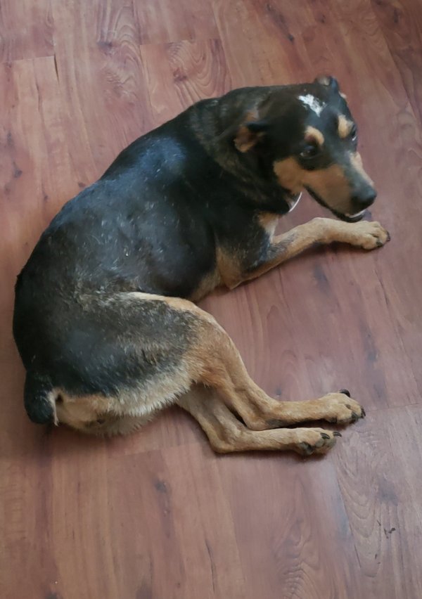 Found Mutt 