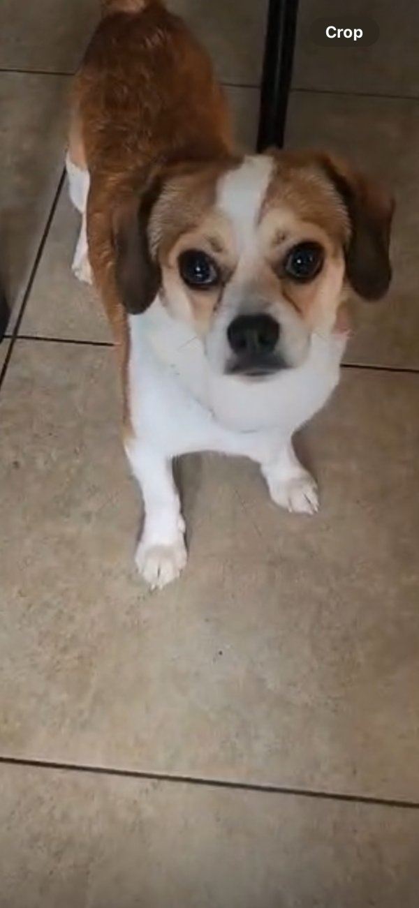Found Jack Russell Terrier 