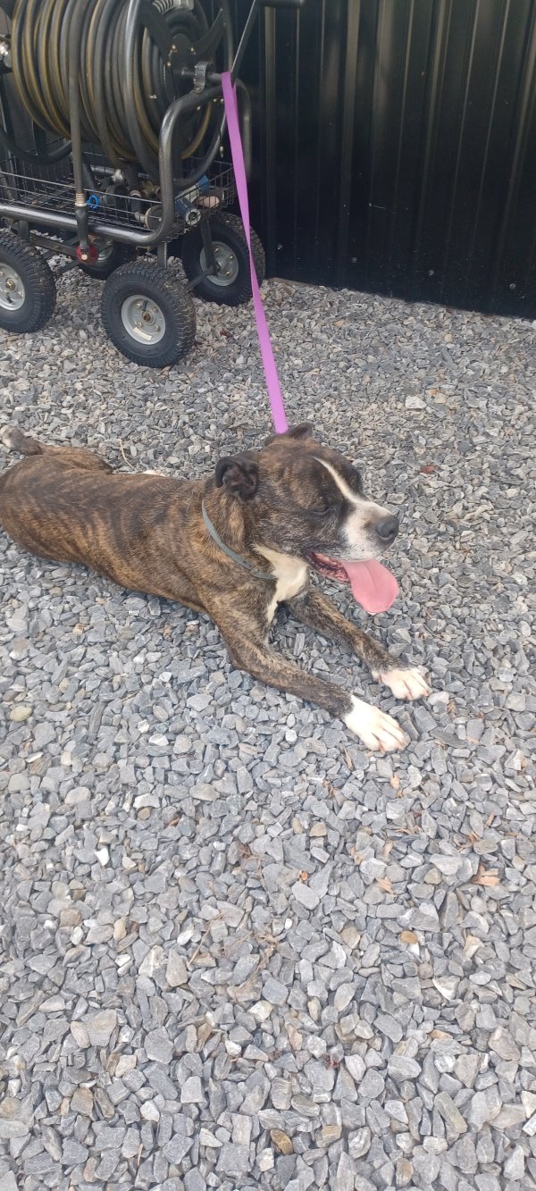 Found American Bulldog 