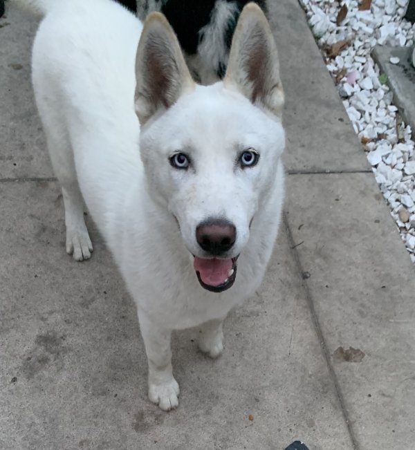 Lost Siberian Husky in Los Angeles, California