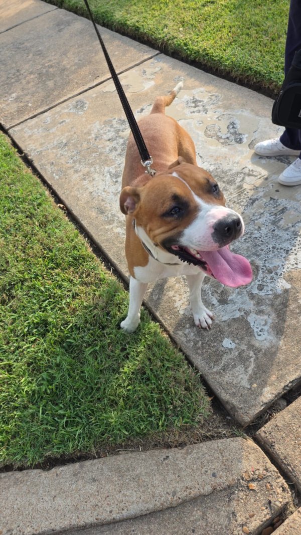 Found Boxer 