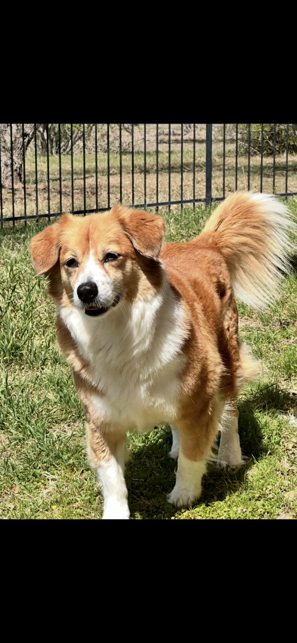 Lost Cardigan Welsh Corgi 