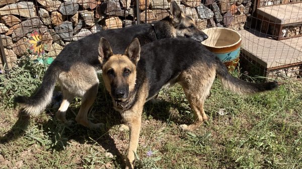 Found German Shepherd Dog 