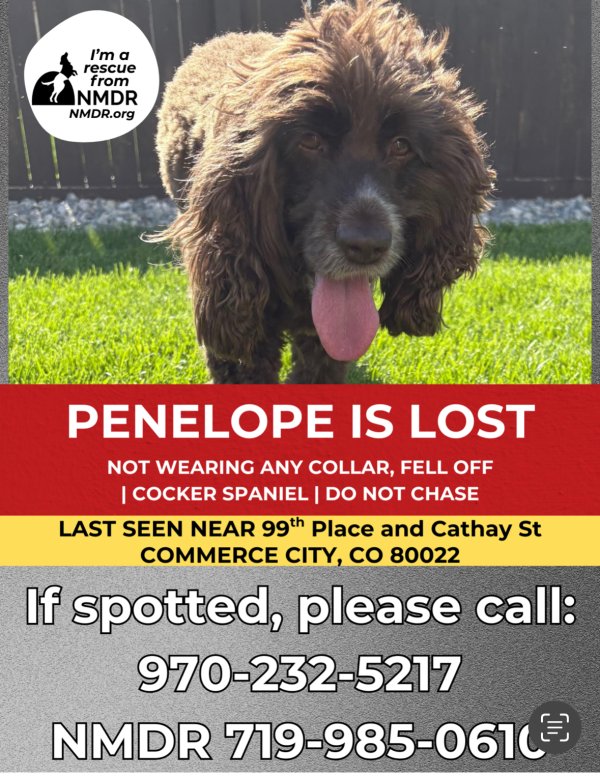 Lost Cocker Spaniel in Colorado
