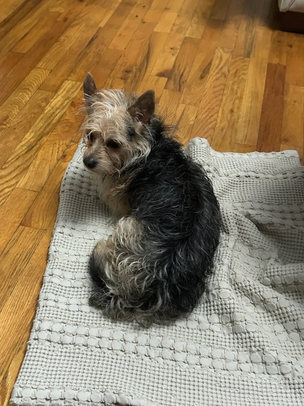 Found Mutt 