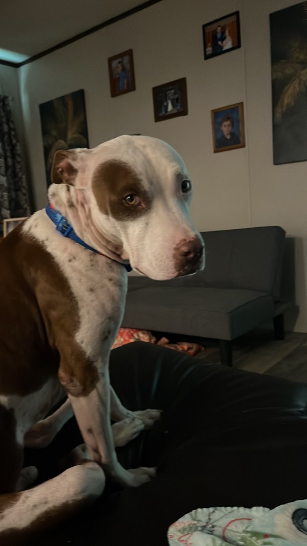 Lost Pit Bull in Texas