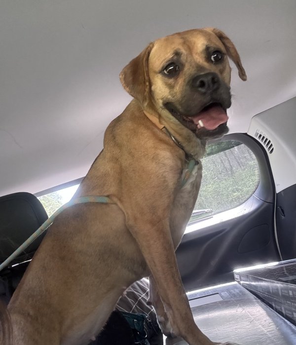Found Boxer in Morgantown, WV