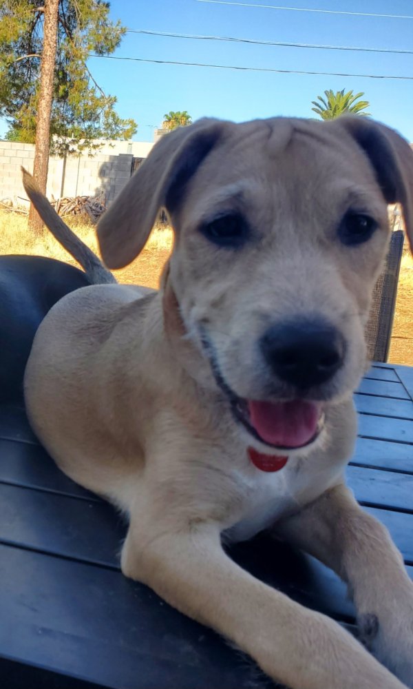 Reunited Lost Beagle in Phoenix, AZ