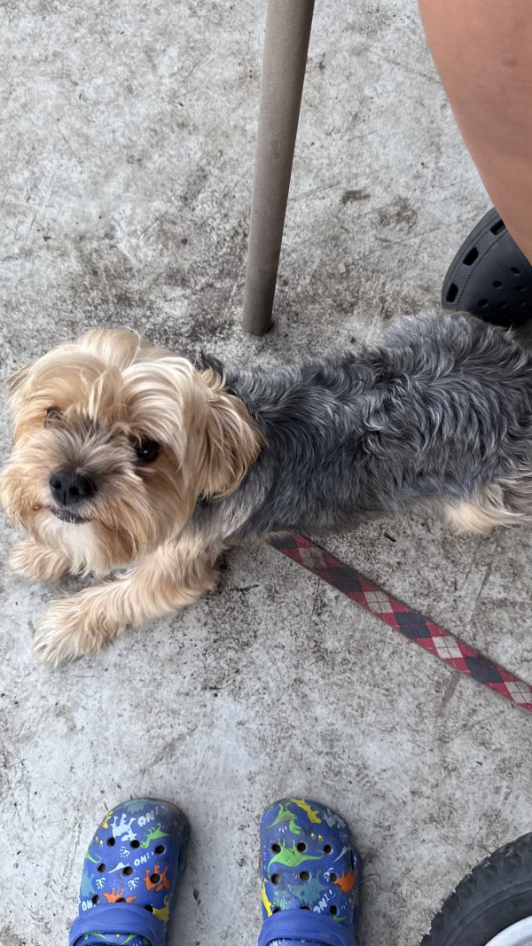 Lost Yorkshire Terrier in Washington