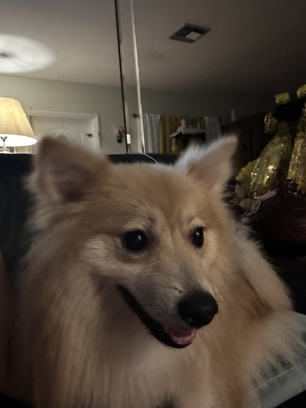 Found American Eskimo Dog 