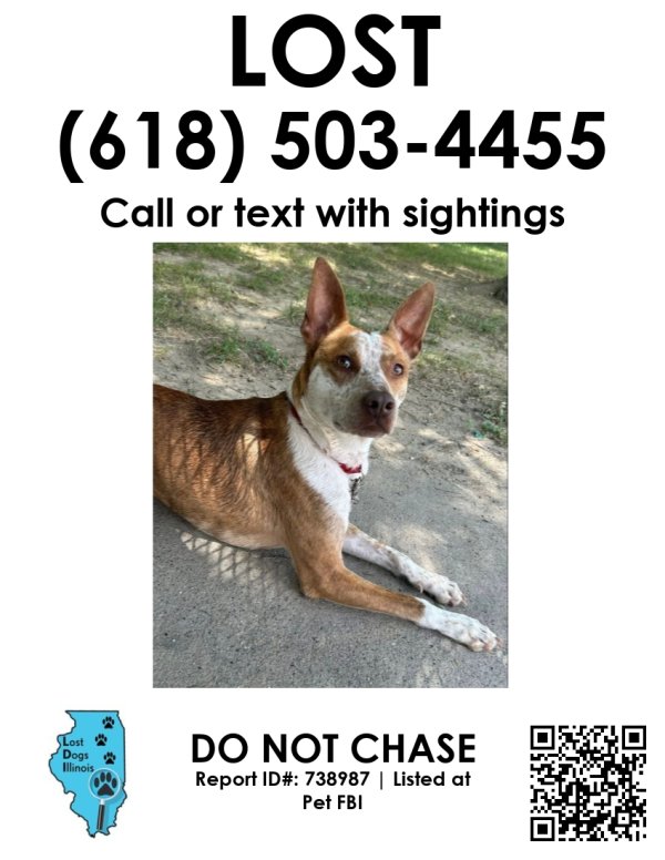 Lost Mutt in De Soto, IL