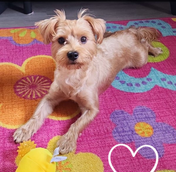 Found Yorkshire Terrier in Saint Petersburg, Florida