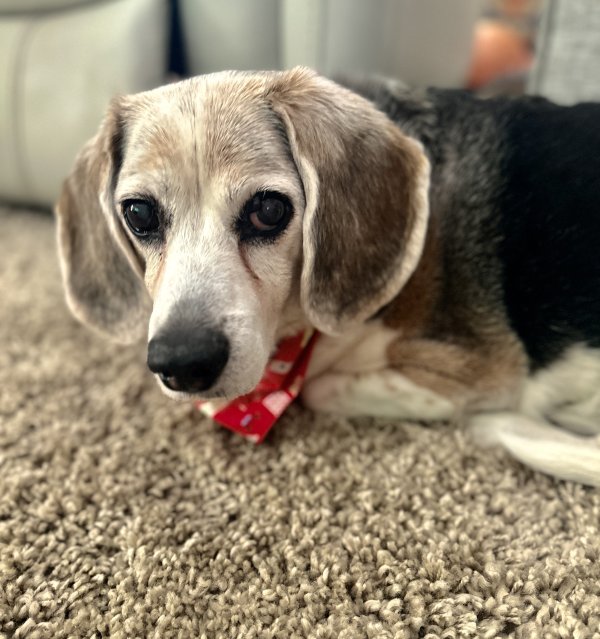 Lost Beagle in Florida