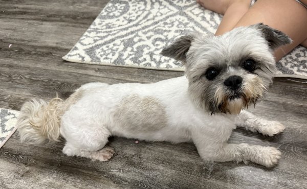 Found Shih Tzu in Houston, Texas