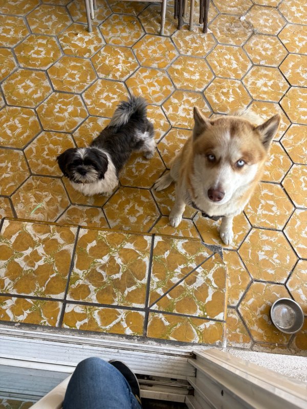 Lost Siberian Husky in California