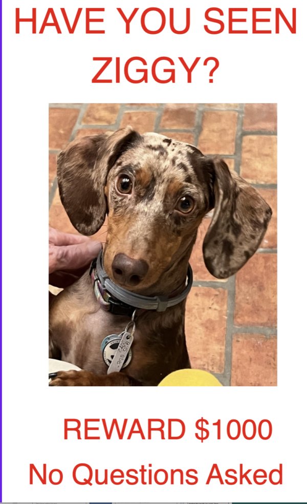 Lost Dachshund in California