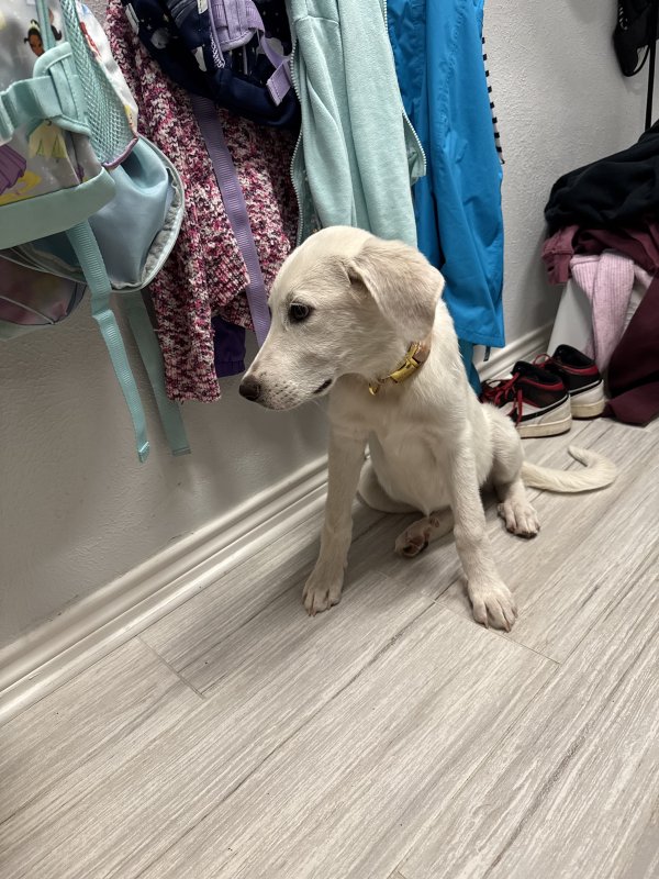 Found Great Pyrenees in Plano, Texas