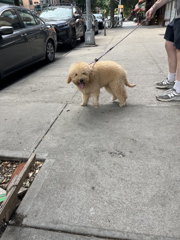 Found Golden Retriever in Brooklyn, NY