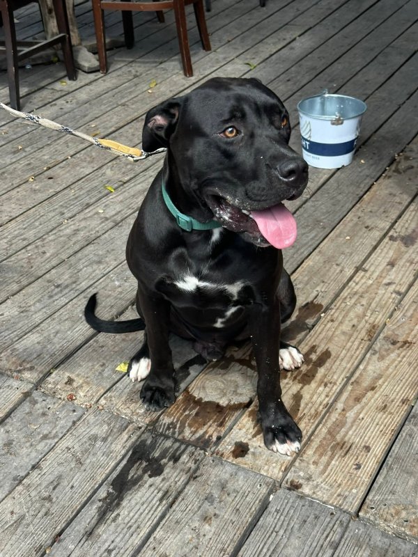 Found Pit Bull in Houston, Texas