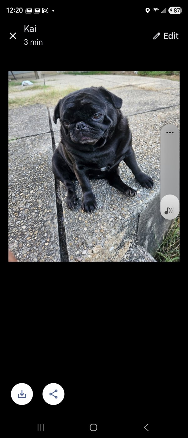 Lost Pug in San Antonio, Texas