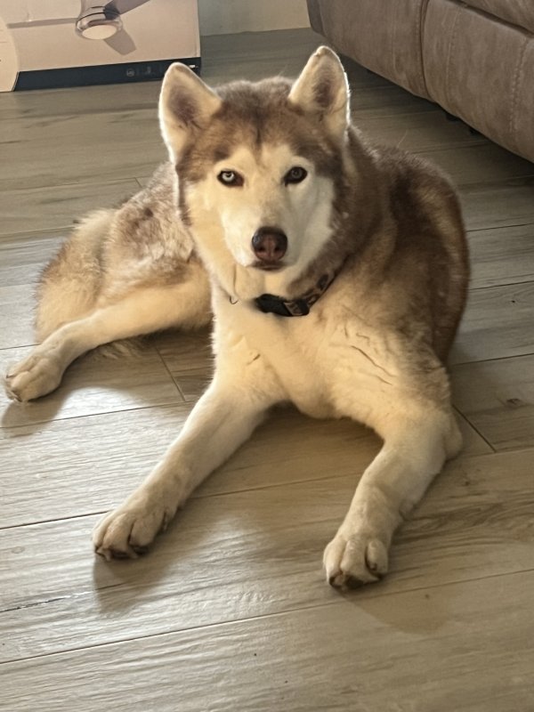 Found Siberian Husky in Davenport, Florida