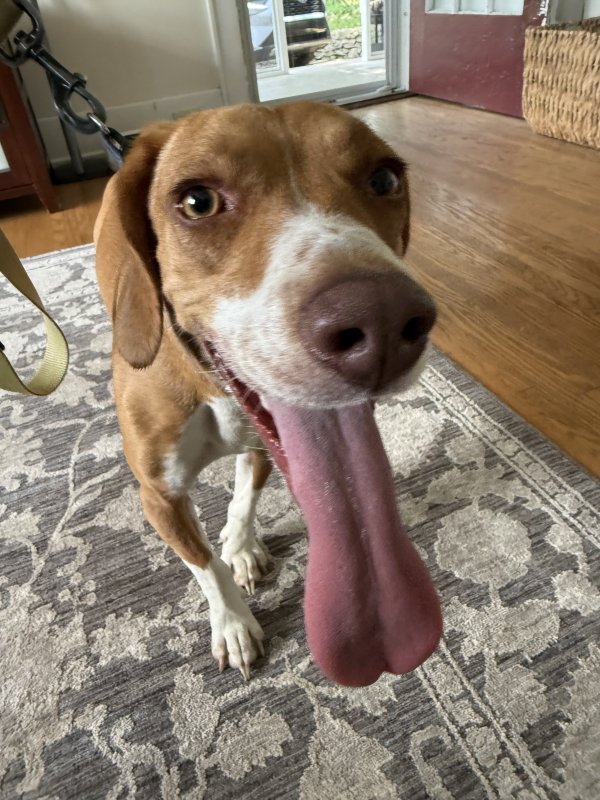 Found Mutt 