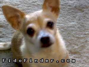 Safe Chihuahua in Sunland, CA