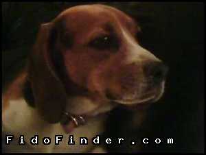 Safe Beagle in Glendale, AZ
