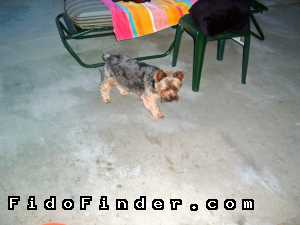 Safe Yorkshire Terrier in Palm Desert, CA