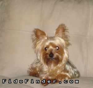 Safe Yorkshire Terrier in Denver, CO
