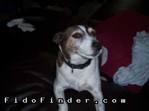 Safe Jack Russell Terrier in ROWLETT, TX