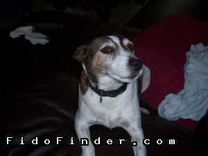 Safe Jack Russell Terrier in Rowlett, TX