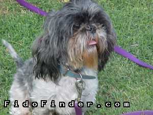 Safe Shih Tzu in Fort Worth, TX