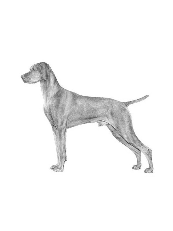 Safe Vizsla in Atlanta, GA