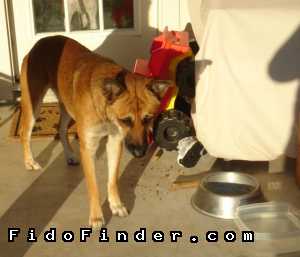 Safe German Shepherd Dog in Fort Worth, TX