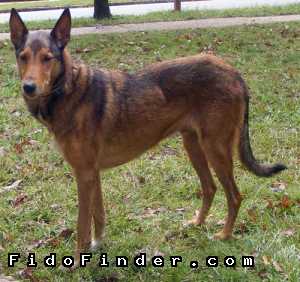 Safe Collie in Atlanta, GA